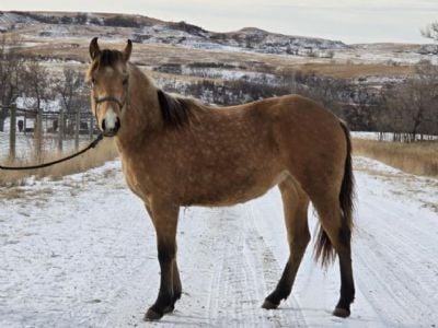 Sandstone Drift JW <BR> AQHA 6252864